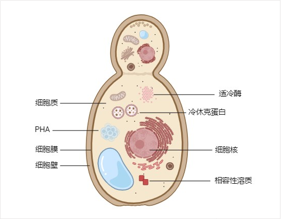 低溫微生物細胞結(jié)構(gòu).png